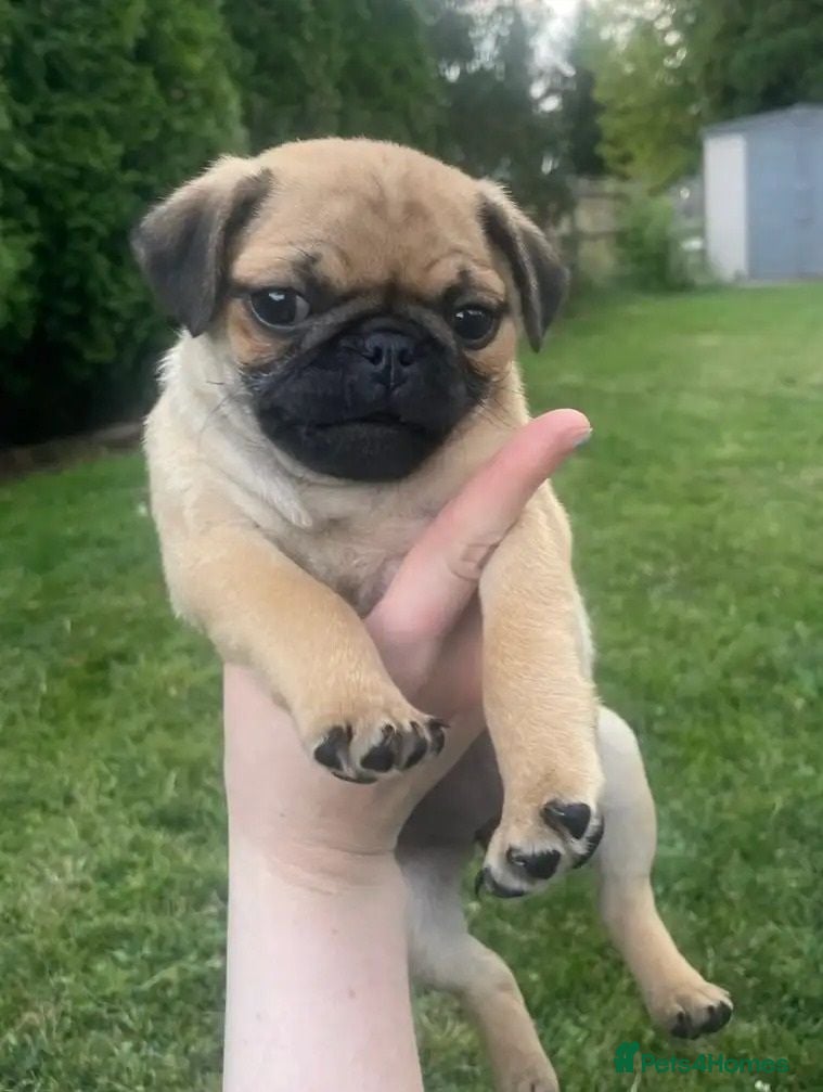 Pug dogs 🐾 scknz Pug Puppies Available Loving Pet Homes 🐾 - Advert 2