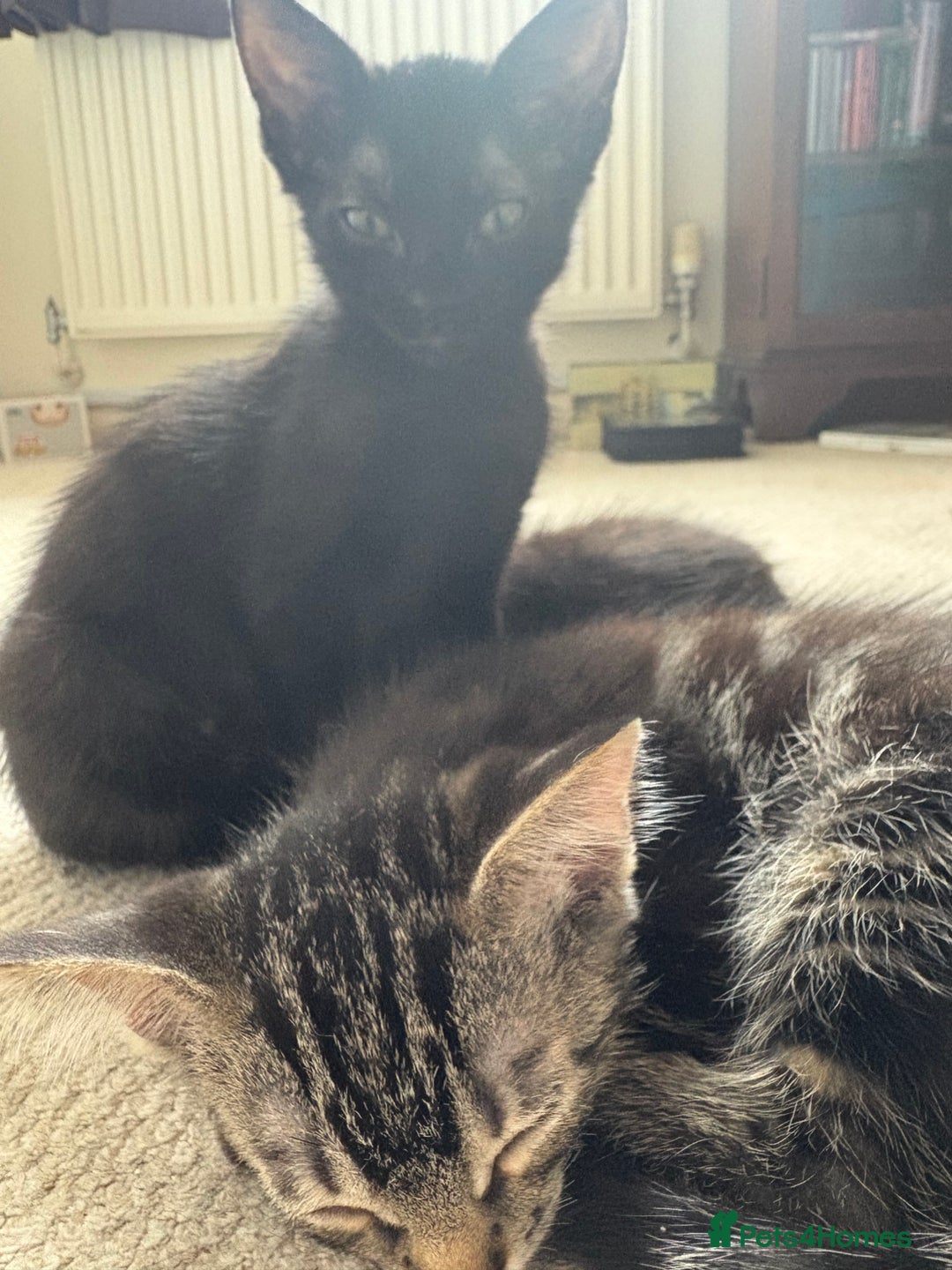 Mixed Breed cats for sale: 2 black sister kittens-bonded pair (£100 together) - Image 3
