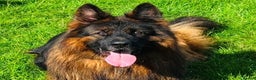 German Shepherd dogs for sale: 1 Boy Left! GSD Puppy - Advert 3
