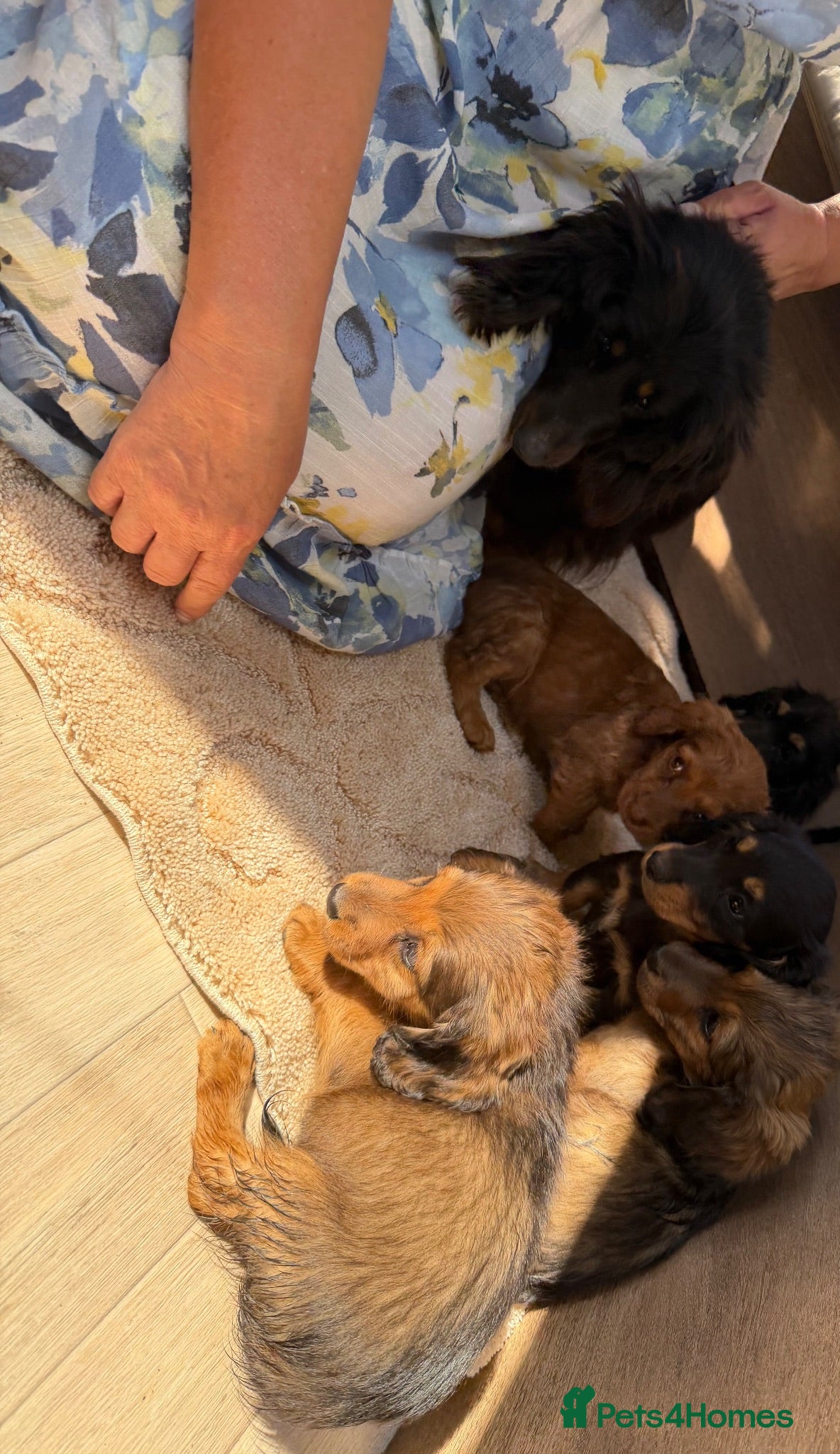 Mixed Breed dogs Dachshund/terrier puppies  - Advert 4