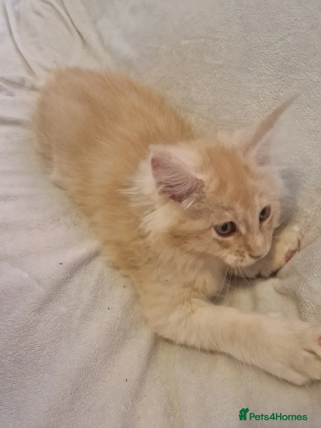 Maine Coon cats for sale: Maine Coon kittens - Advert 13