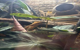 Gecko reptiles for sale: creamsicle lily white crested gecko  - Advert 3
