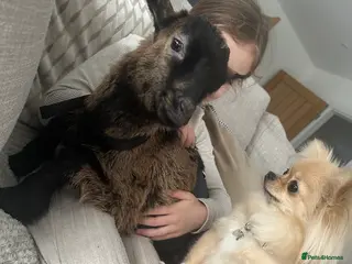 Goats livestock 10 week old wether Pygmy goat - Advert 1