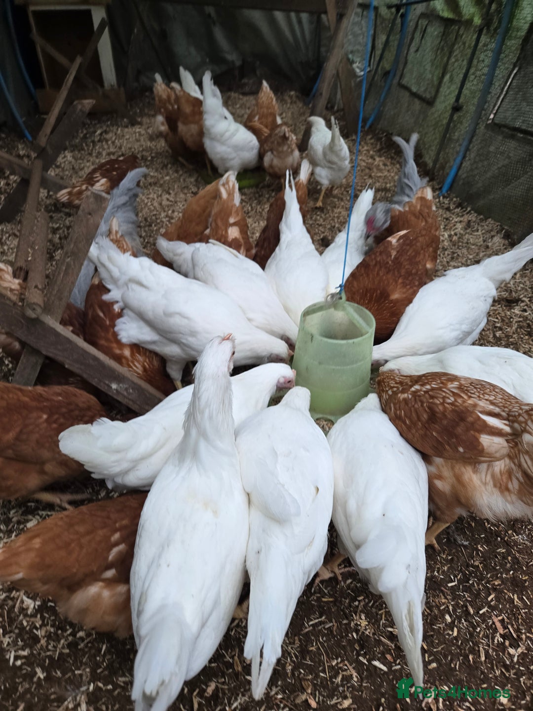 Chickens poultry for sale: Whitestars and Bovan Browns  - Advert 3