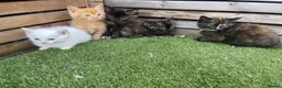 Mixed Breed cats for sale: 5 beautiful kittens - ready to leave now  - Advert 2