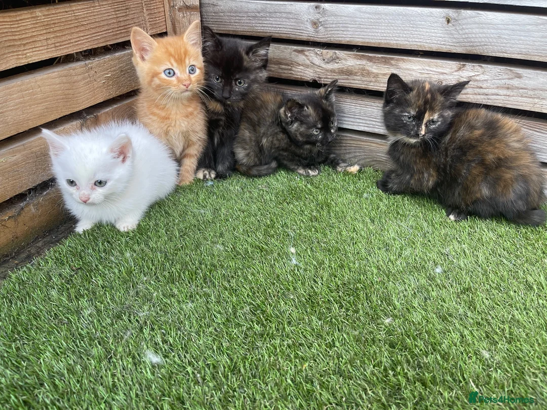 Mixed Breed cats for sale: 5 beautiful kittens - ready to leave now  - Advert 2