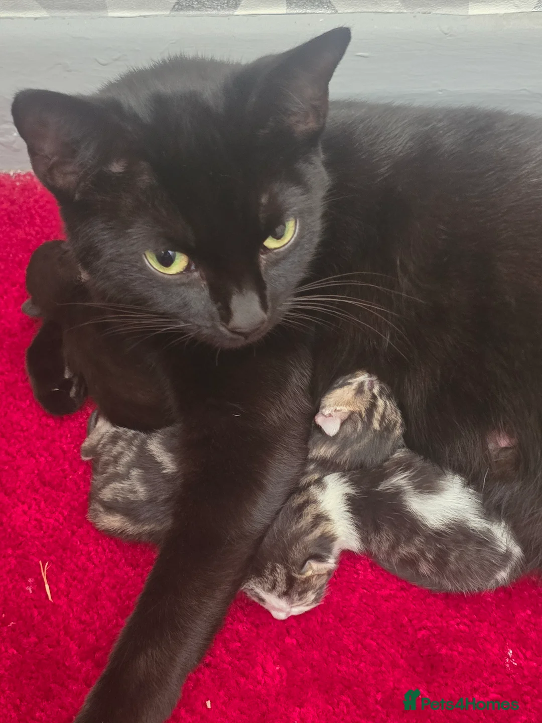 Mixed Breed cats for sale: 3 Kittens looking for a loving home - Advert 1