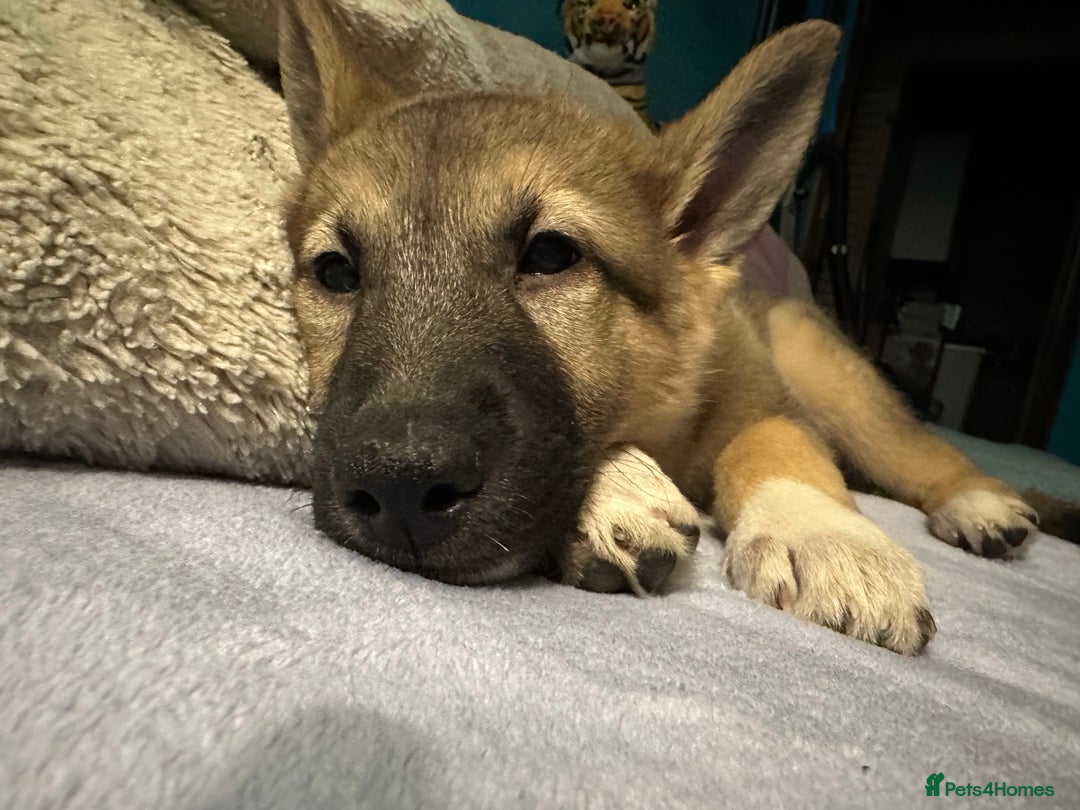 Mixed Breed dogs for sale: Gorgeous pups  - Advert 28