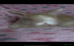 Angora rabbits for sale: Gorgeous fluffy little angora baby bunnies - Image 24