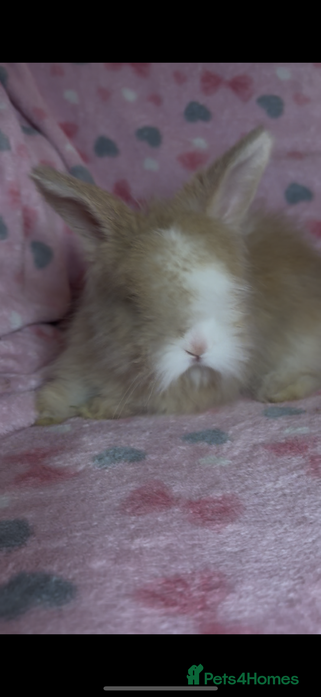Angora rabbits for sale: Gorgeous fluffy little angora baby bunnies - Image 24