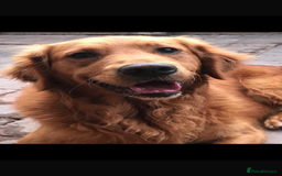 Golden Retriever dogs for sale: Gorgeous Golden Retriever Puppies - Image 14
