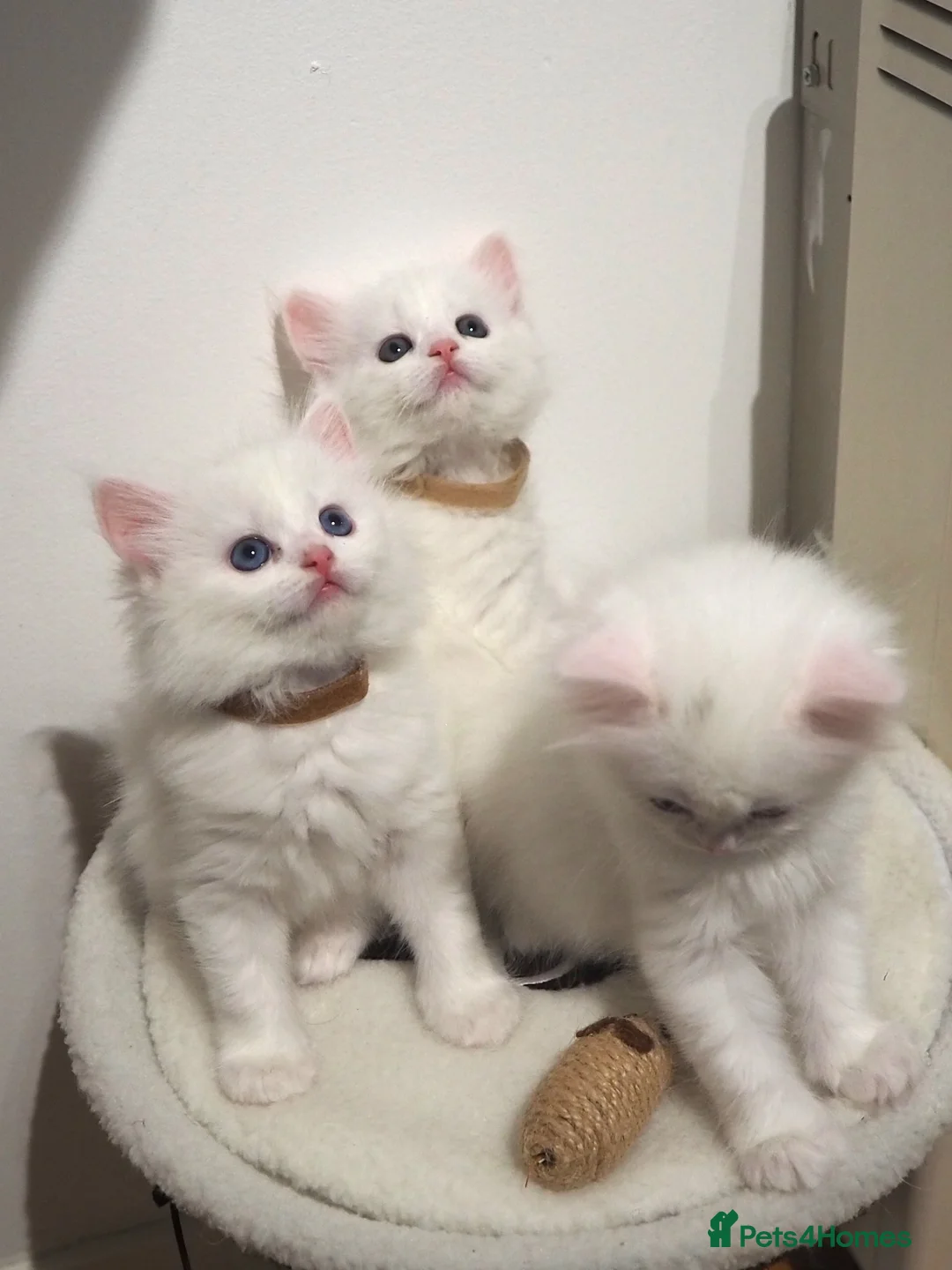 Persian cats for sale: Beautiful Persian Kittens white girls boy - Advert 2