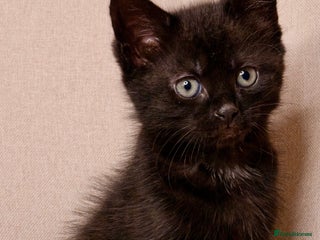 Mixed Breed cats - Advert 17