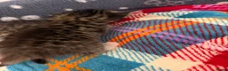 Mixed Breed cats for sale: Gorgeous Bengal cross babies  - Advert 3