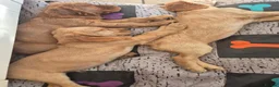 Cocker Spaniel dogs for sale: Cocker spaniels Barnsley area - Advert 6