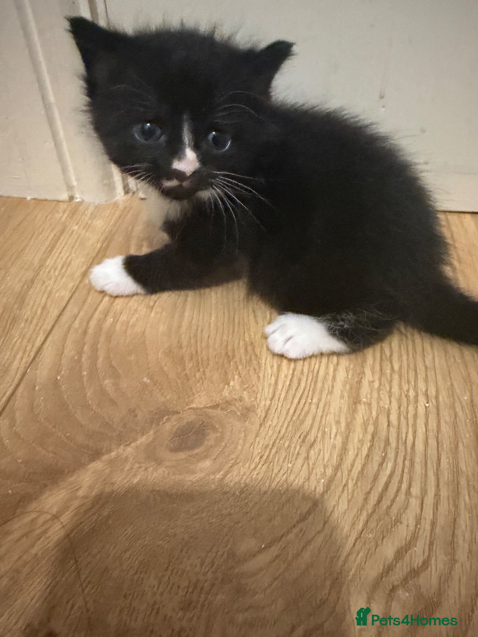 Mixed Breed cats Beautiful little girl kitten, black and white - Advert 1