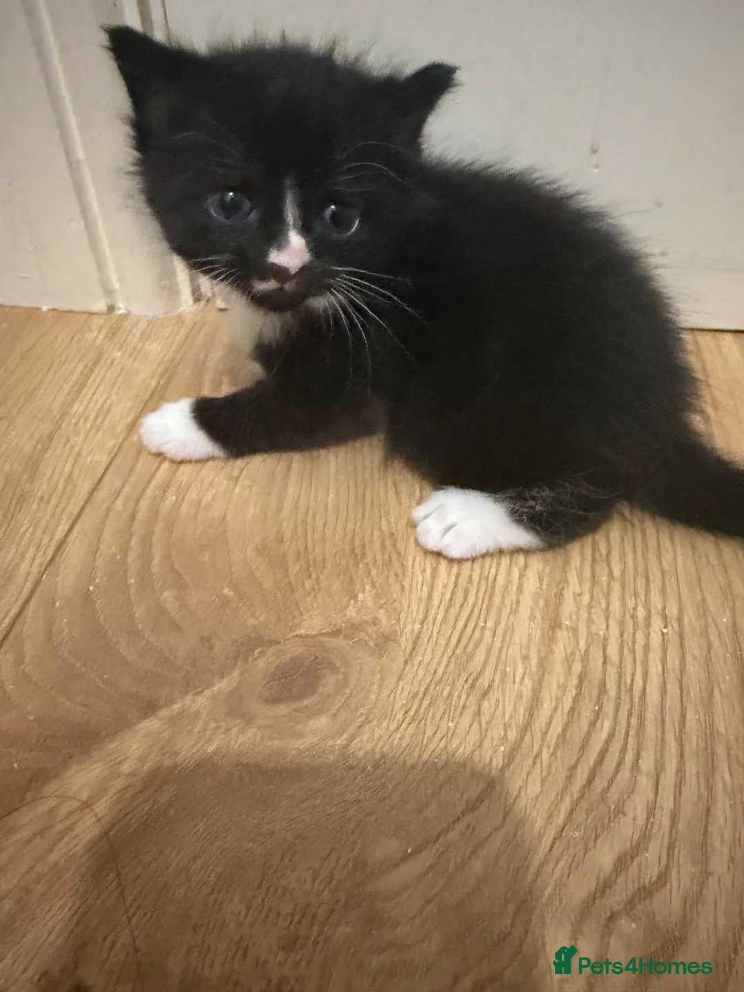 Mixed Breed cats for sale: Beautiful little girl kitten, black and white - Advert 1