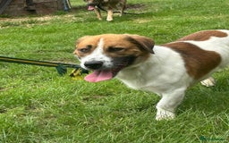 Mixed Breed dogs for adoption: Diego. Badersfield Norfolk  - Image 12