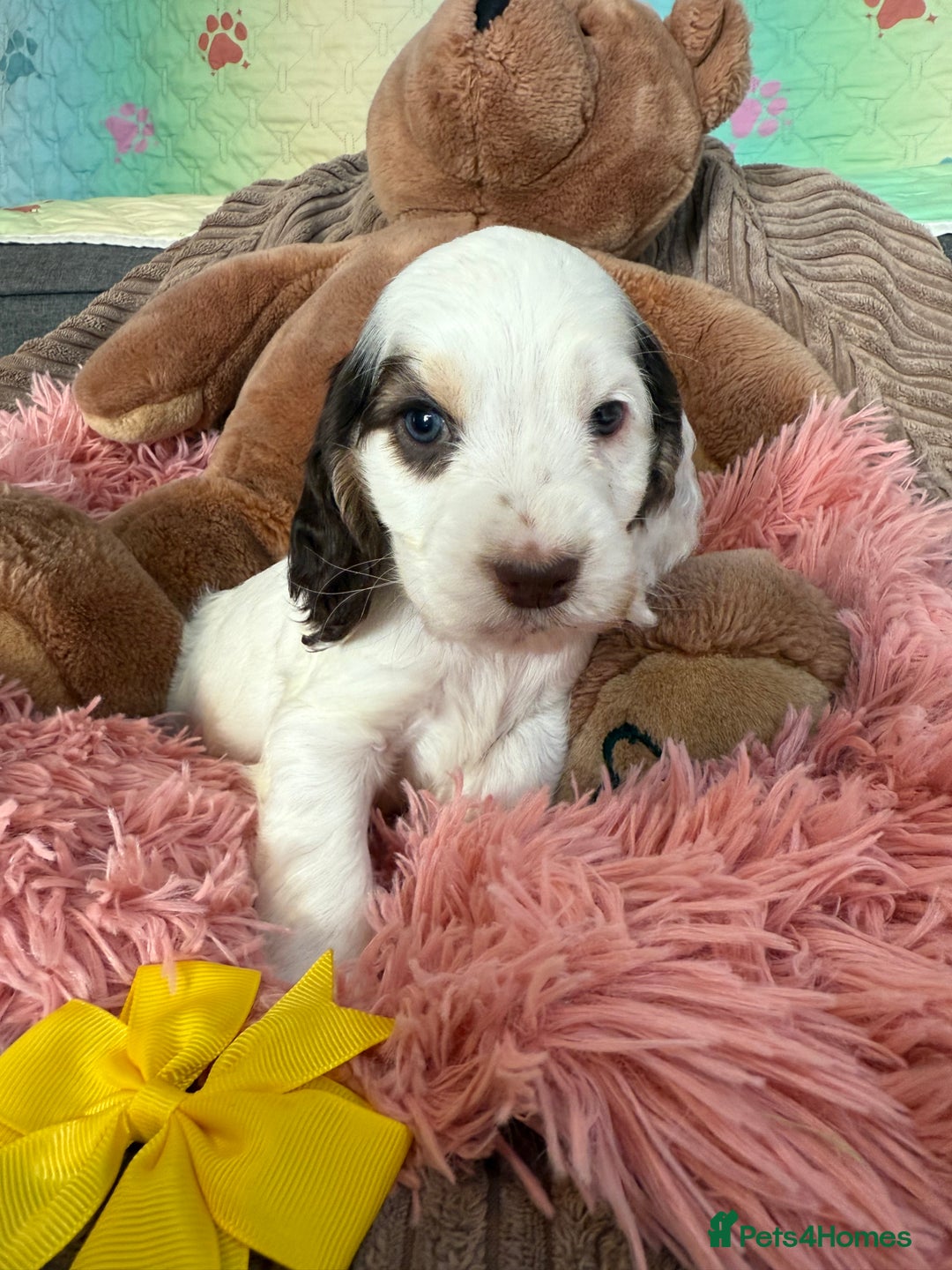 Cocker Spaniel dogs for sale: Beautiful cocker spaniels DNA clear  - Image 5