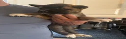 Akita dogs for sale: READY NOW  - Advert 2