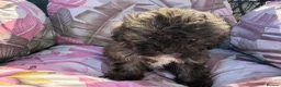 Shihpoo dogs for sale:  Shih Tzu x Toy Poodle (Shih Poo)  in Bishop Auckland - Advert 16