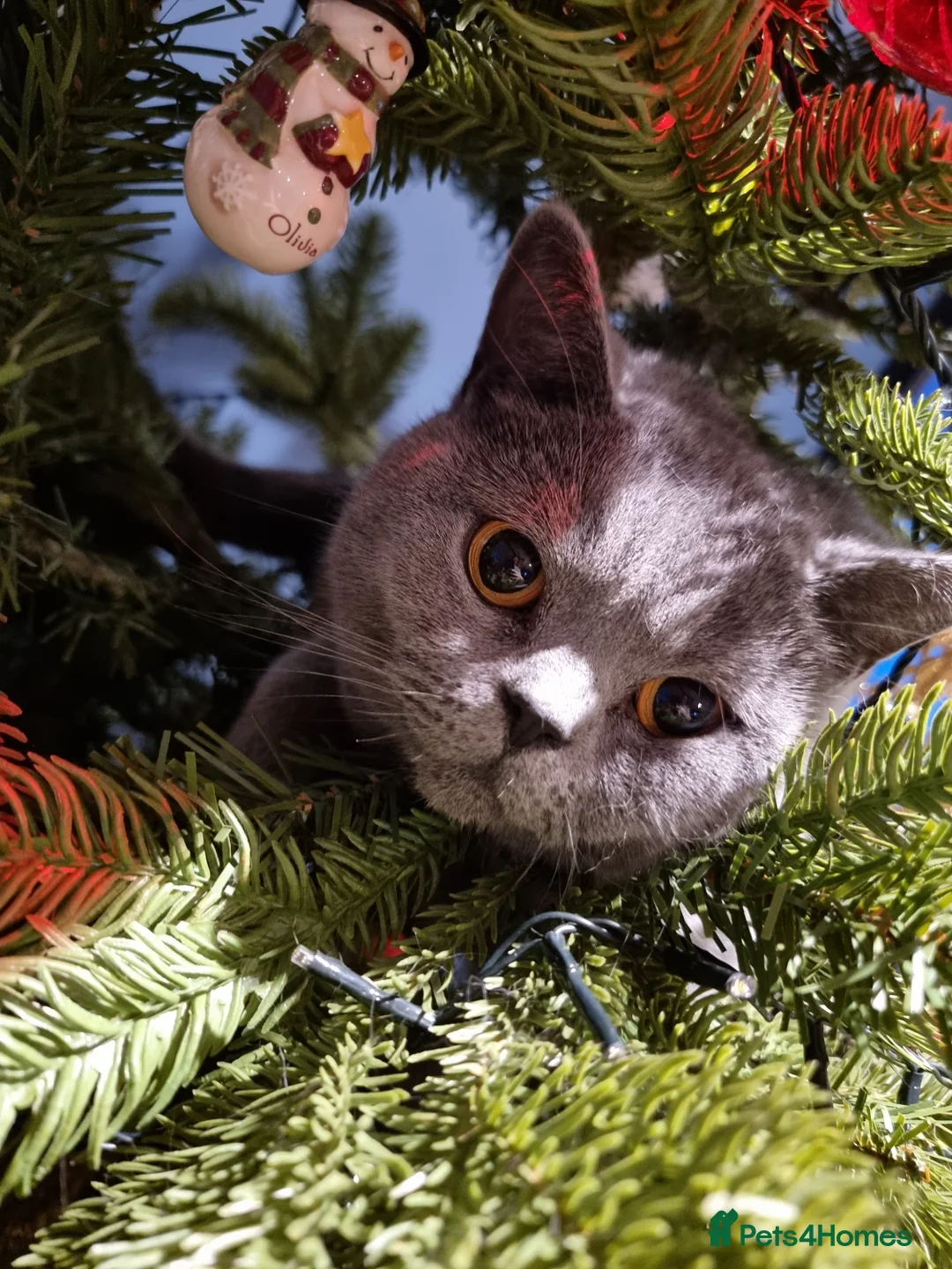 British Shorthair cats for sale: Gorgeous Female British Blue - Advert 5