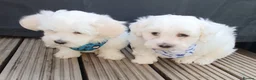 Maltese dogs for sale: 🌟KC Registered Maltese Puppy One Boy available - Advert 13