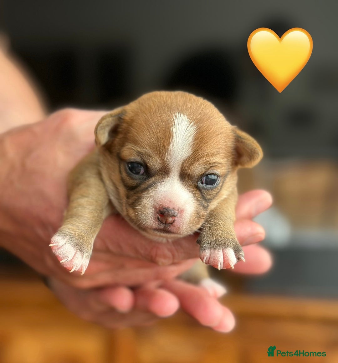 Chihuahua dogs for sale: 6 Gorgeous Chihuahua Puppies 🐶💙🩷🩷🩷🩷💙  - Image 14