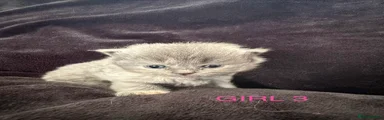 Scottish Fold Kitten 6
