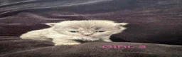 Scottish Fold cats for sale: Scottish fold kittens-Both parents TICA registered - Advert 10