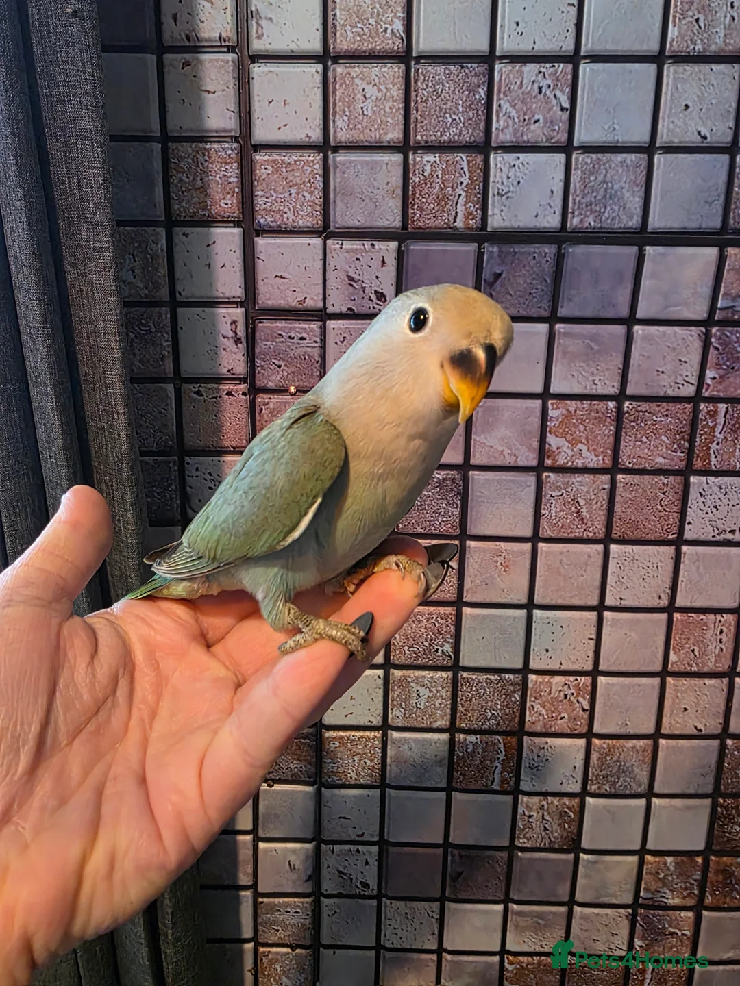 Lovebirds birds for sale: Baby love bird - Advert 2