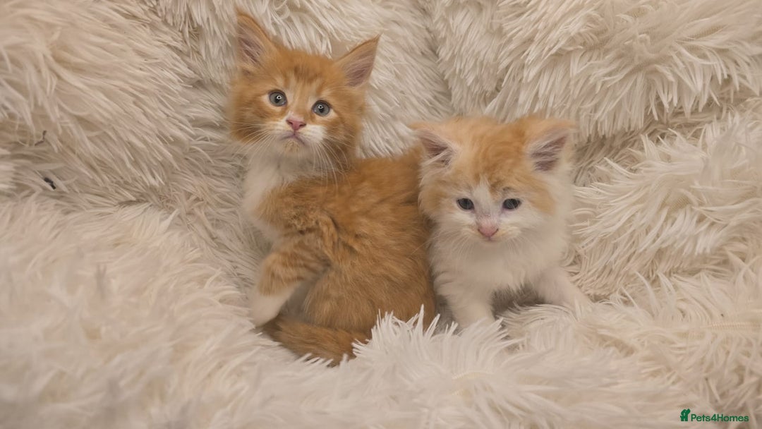 Maine Coon cats for sale: Rare red and white bicolor lMaincoon ready now  - Advert 39