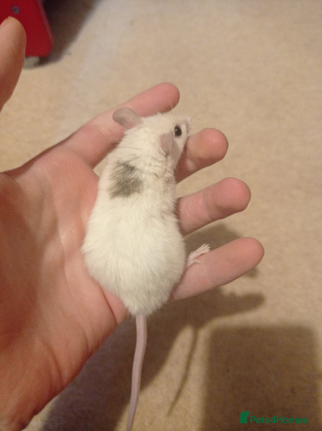 Mouse rodents for sale: Baby African Soft Fur mice - Image 13
