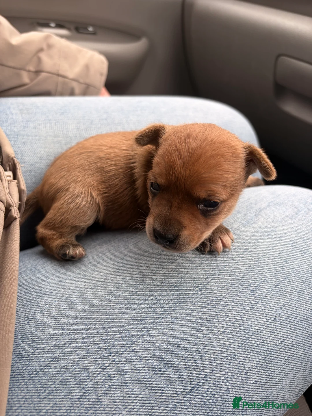 Jack Russell dogs for sale: Jack Russell  - Advert 4