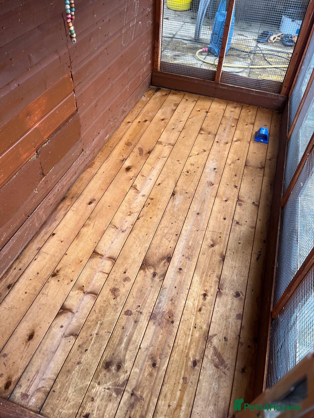 Budgerigars birds for sale: Budgies with an Aviary available. - Image 11