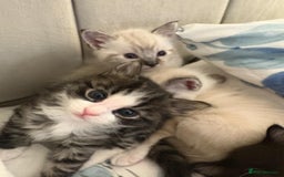 Bengal cats for sale: Ragdoll x Egyptian mau kitties  - Image 5