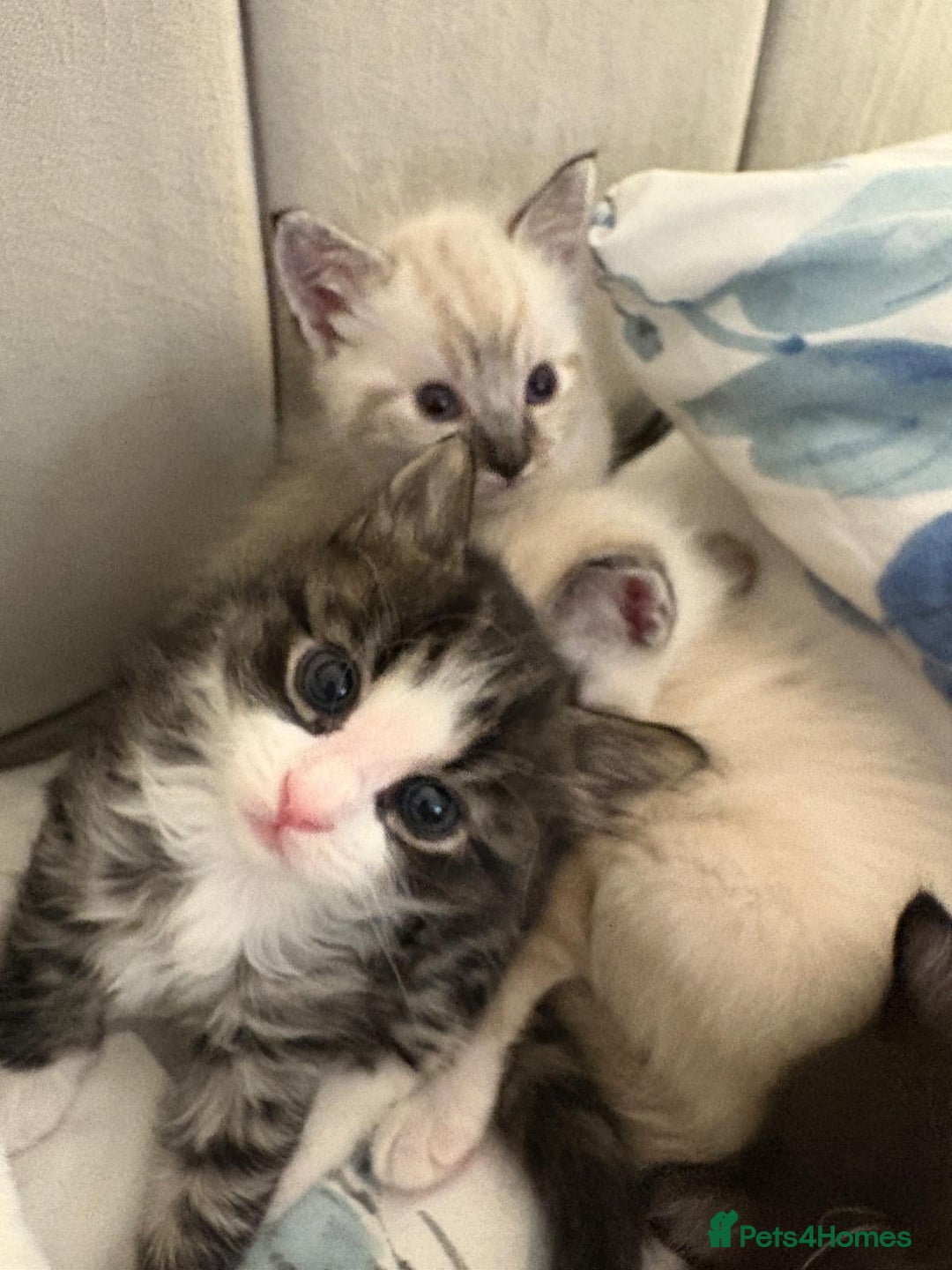 Bengal cats for sale: Ragdoll x Egyptian mau kitties  - Image 5