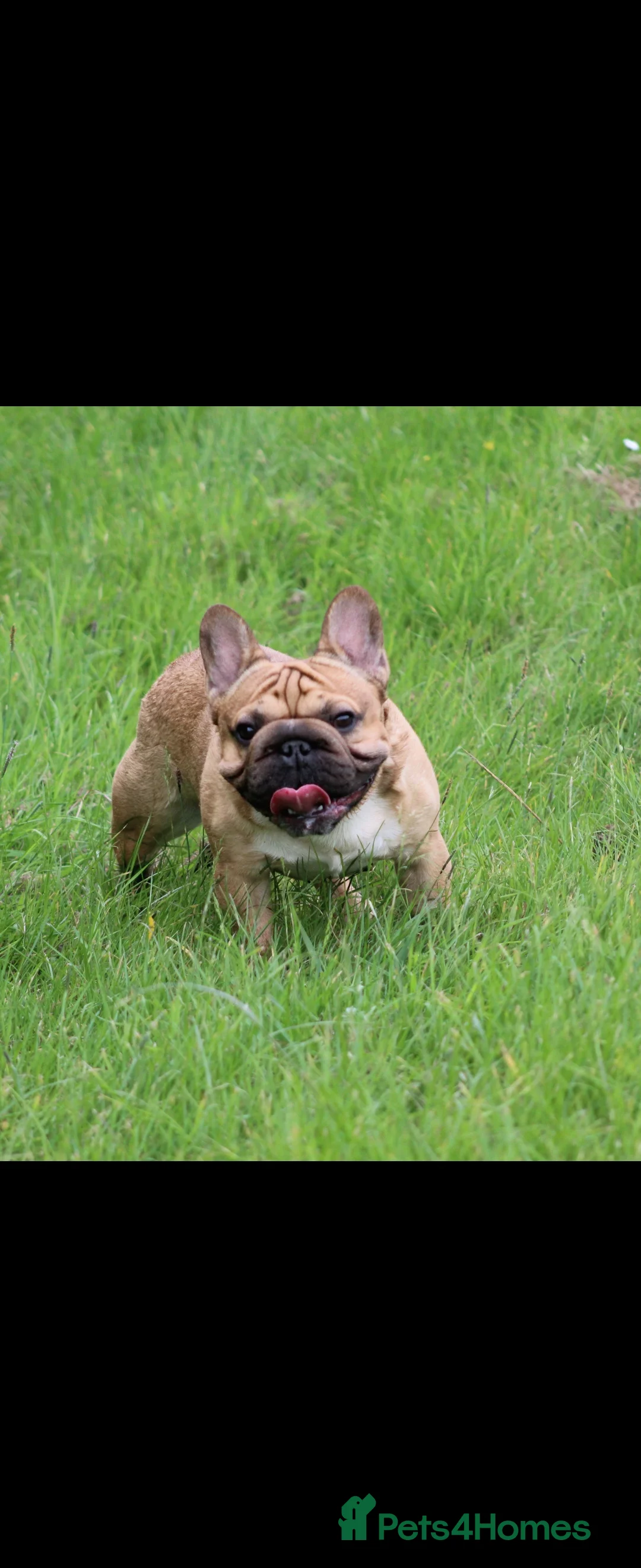French Bulldog dogs for stud: French bulldog  in Manchester - Advert 5