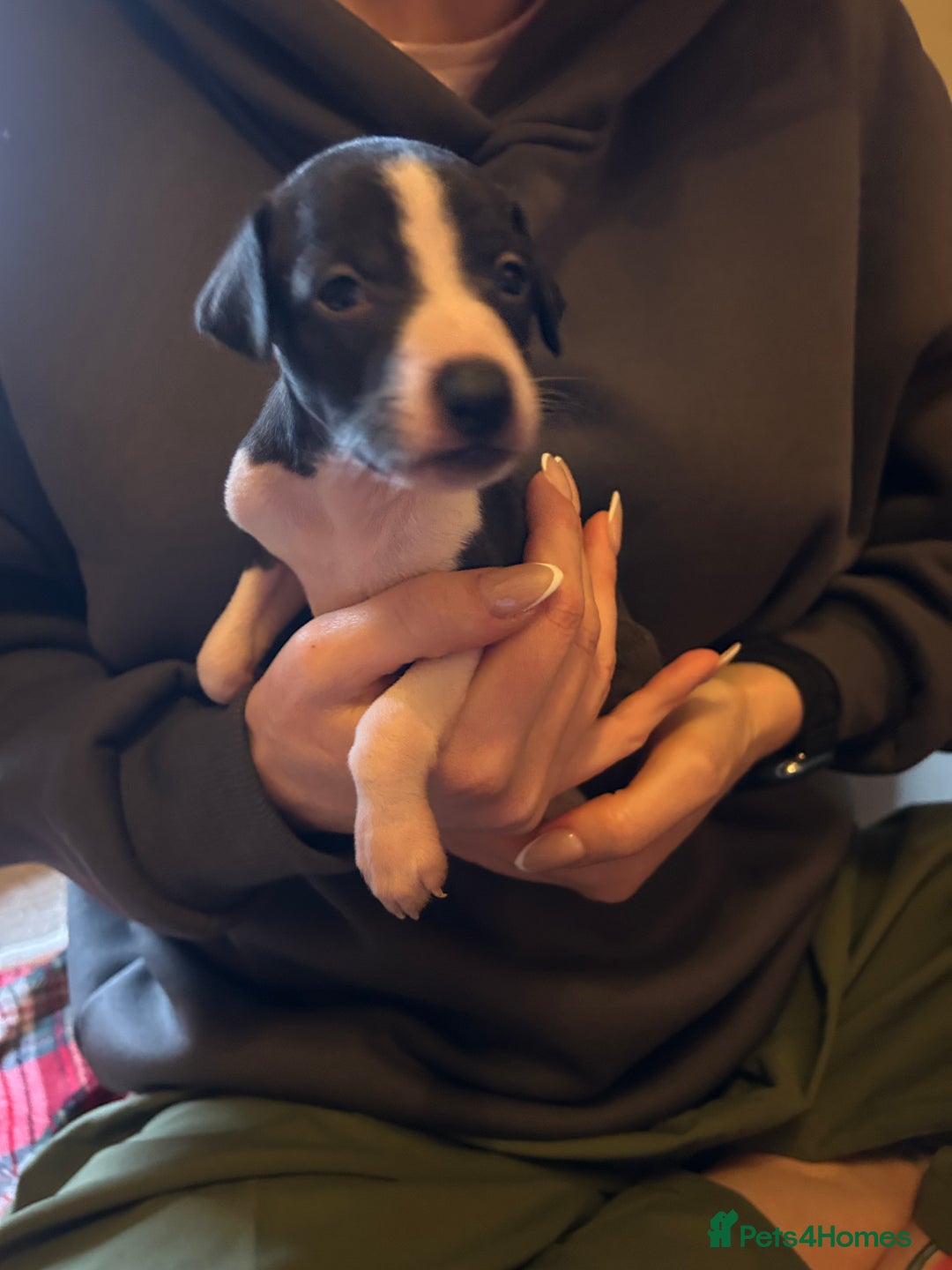 Italian Greyhound dogs for sale: Italian greyhound pups  - Advert 13