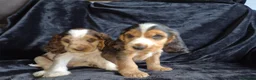 Cocker Spaniel dogs for sale: Kc reg show cocker spaniel - Advert 16
