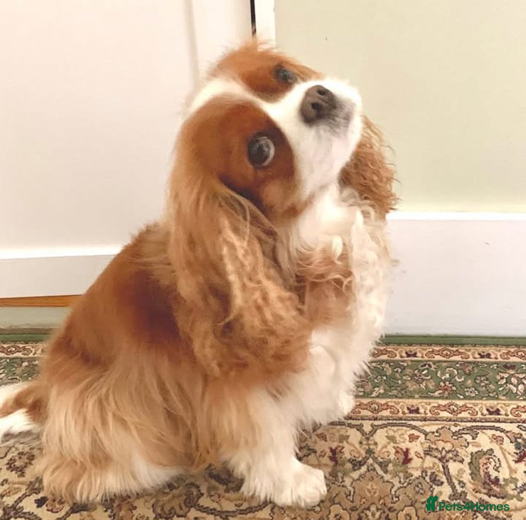 Cavalier King Charles Spaniel dogs for sale: 🐶 Adorable Cavalier King Charles Puppies 🐶 - Image 3