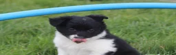 Border Collie dogs for sale: Gorgeous little of border collie puppies for sale  - Advert 7