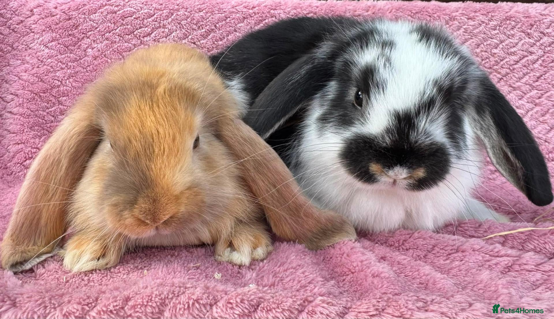 French Lop rabbits Pure breed Baby Giant French Lops Rabbits - Advert 1