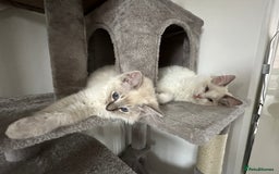 Ragdoll cats for sale: Coco and Willow Male Ragdolls - Advert 11