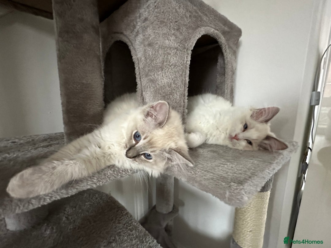 Ragdoll cats for sale: Coco and Willow Male Ragdolls - Advert 11