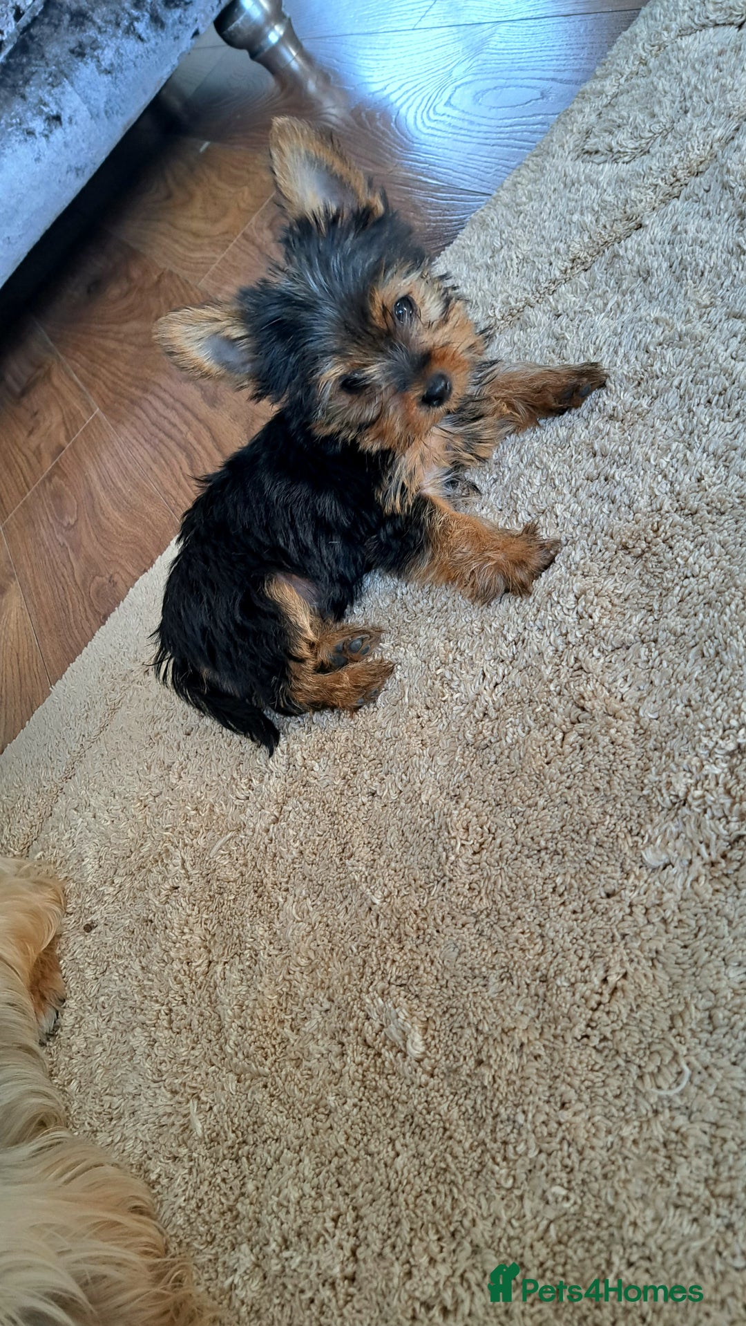 Yorkshire Terrier dogs for sale: Miniature yorkshire terrier  - Image 8