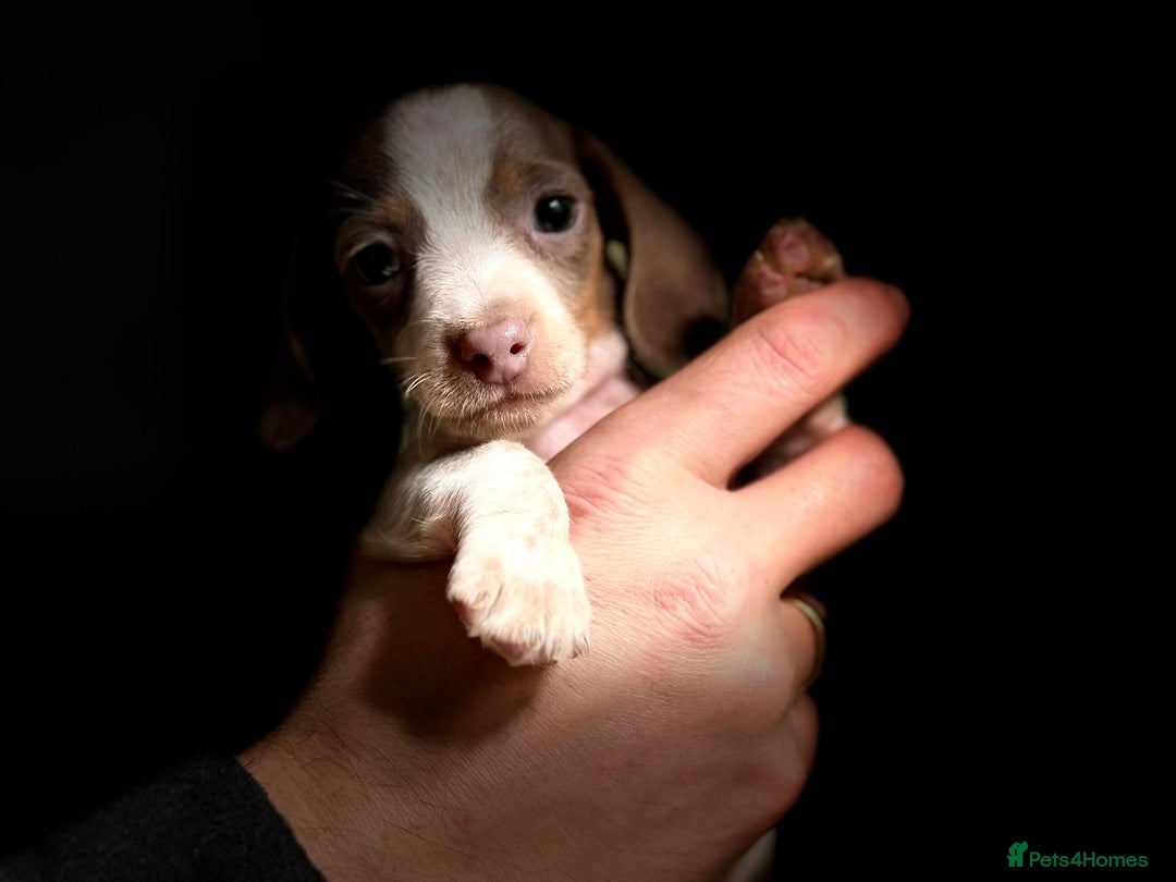 Miniature Dachshund dogs for sale: Pure Piebald Miniatures - Advert 7