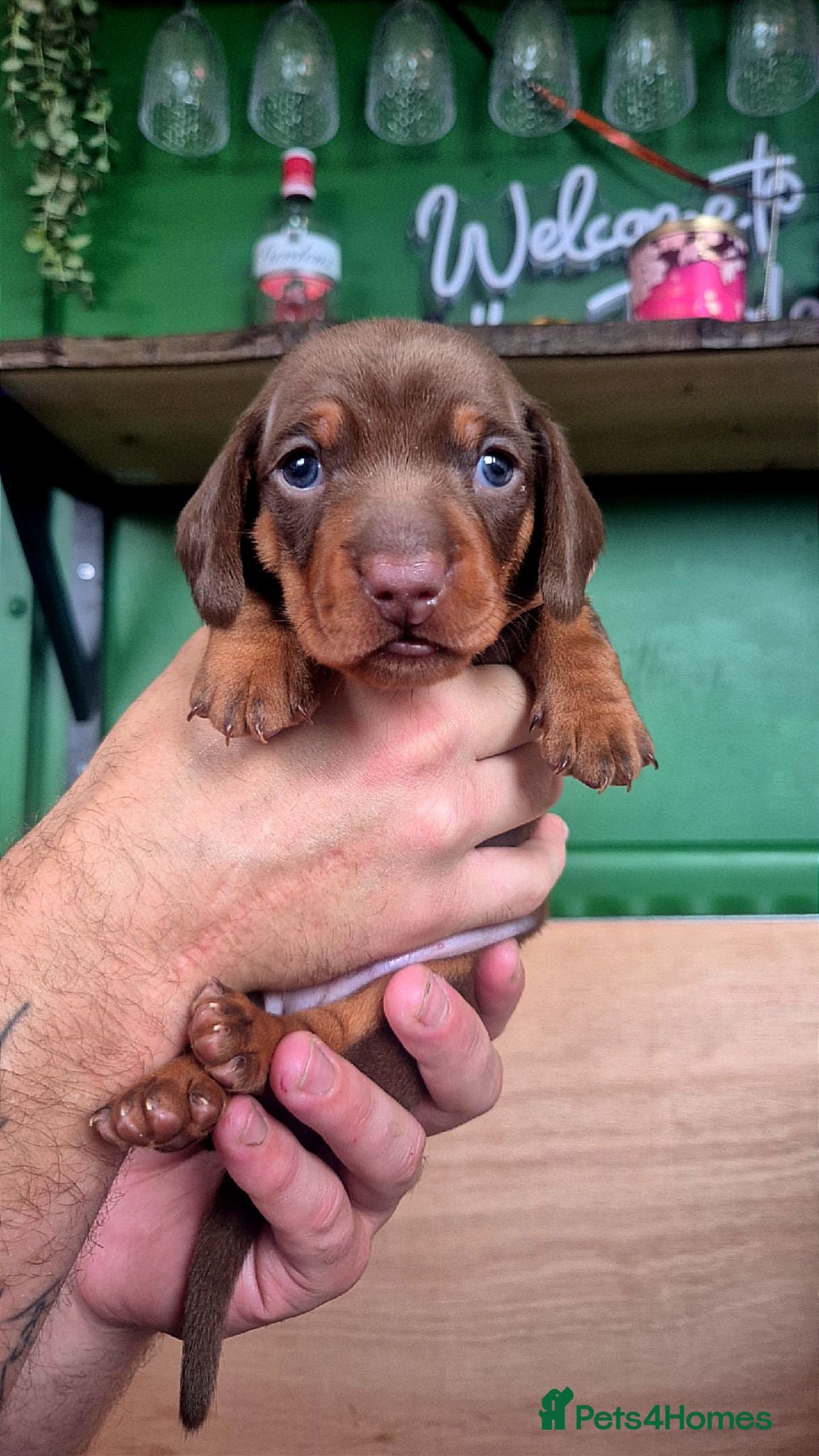 Miniature Dachshund dogs Stunning KC reg chocolate and tan pups  - Advert 17