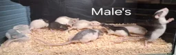 Rat rodents for sale: Baby Dumbo Rat's Male's & Female's - Advert 4