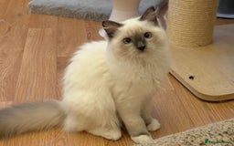 Ragdoll cats for sale: GCCF REGISTERED RAGDOLL KITTENS in Ashton-under-Lyne - Image 39